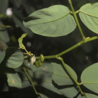 Dendrolobium umbellatum (L.) Benth.